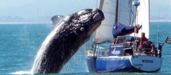 La ballena en el momento en que ataca el yate | EFE