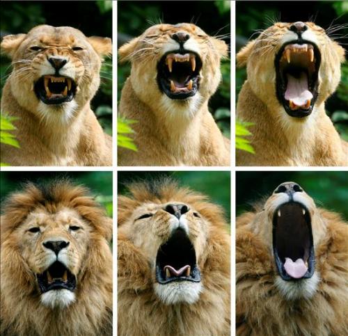 El bostezo de los leones