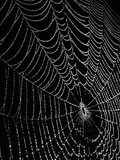 La tela de araña andaluza